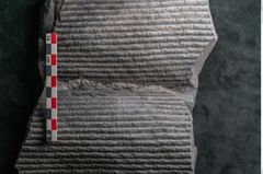 Foto (Detailansicht) von Sigillaria sp.  (NHMW-GEO-2024-0188-11101)